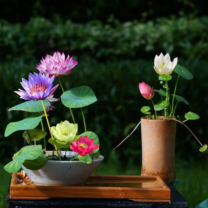 Potted Houseplants