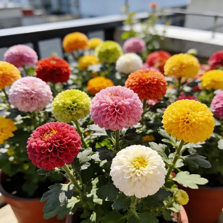 🏵️Colorful Ping Pong Chrysanthemum Seeds🏵️