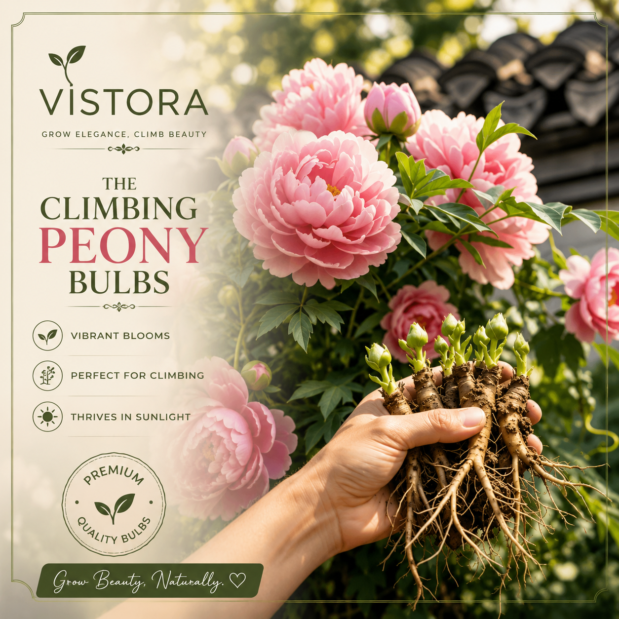 🌸 Rare Climbing Peony Bulbs🪴Big Full Blooms, Cold Hardy Perennial, Easy to Grow Garden Favorite🔥Buy 6 Get 6 Free Bulbs🔥