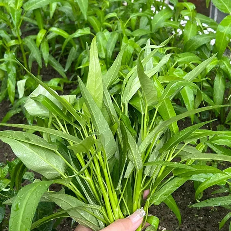 🌱TRIPLE-STEM WATER SPINACH SEEDS🌱🌸BUY 1 GET 1 FREE!!🌸