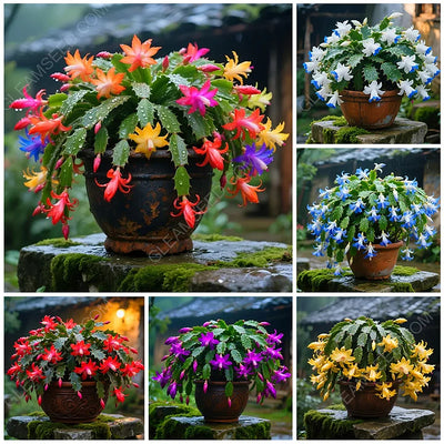 🎄 Christmas Cactus bulbs – A Warm Bloom in Winter🔥Buy 1 Get 1 Free🔥