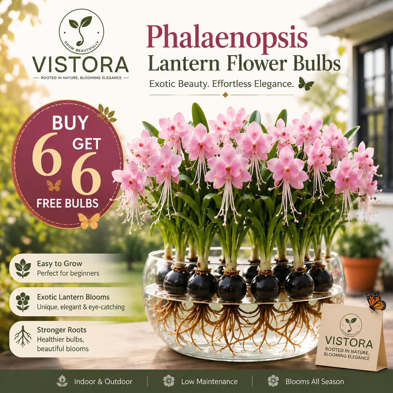 🌸 PHALAENOPSIS LANTERN FLOWER BULBS – ORCHID GRACE, LANTERN GLOW ✨ 🔥Buy 6 Get 6 Free Bulbs🔥