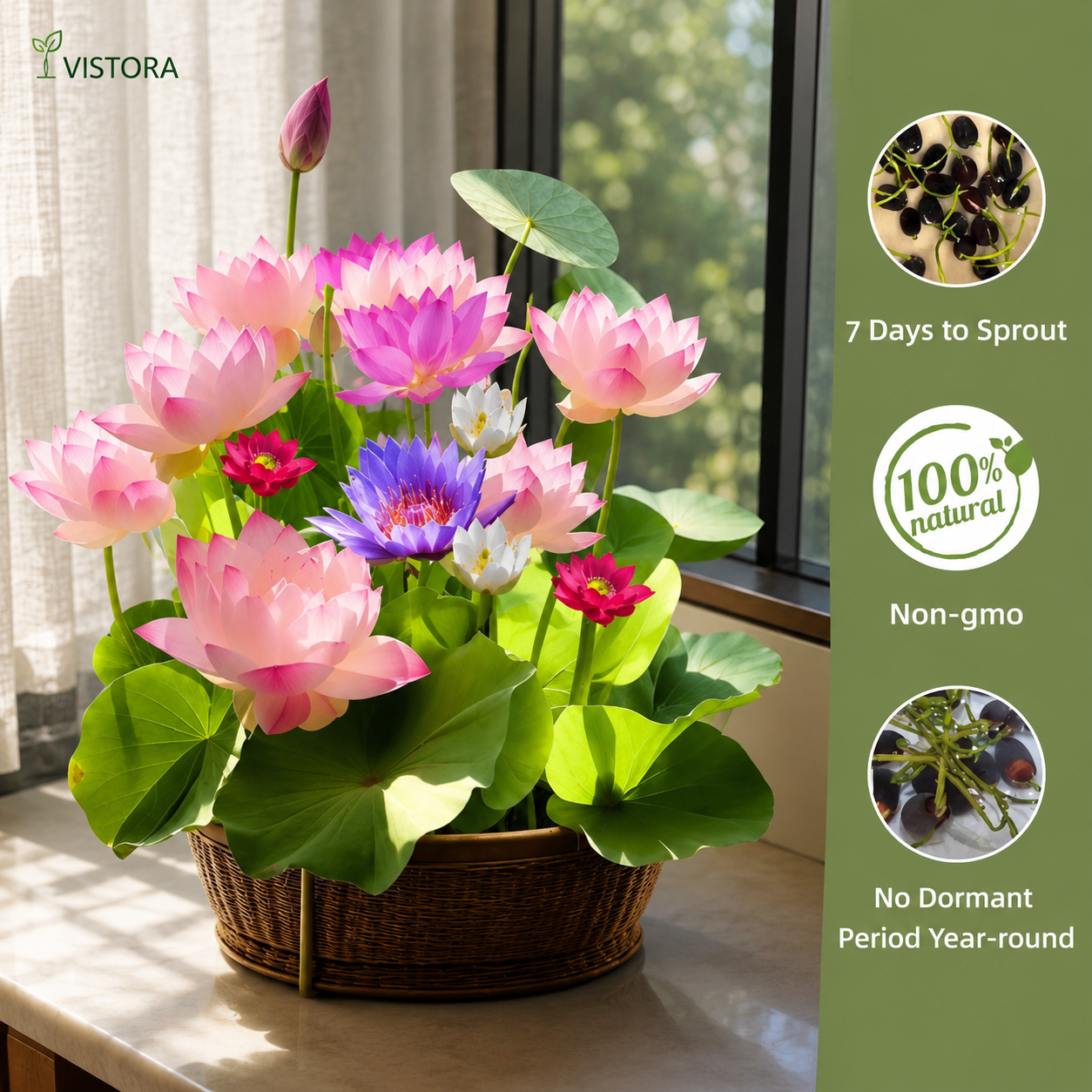 🌸【7 days germination】Last Day 50% OFF💐The Sacred Bonsai Bowl Lotus Flower Seeds | 💐Buy 1 Get 1 Free💐