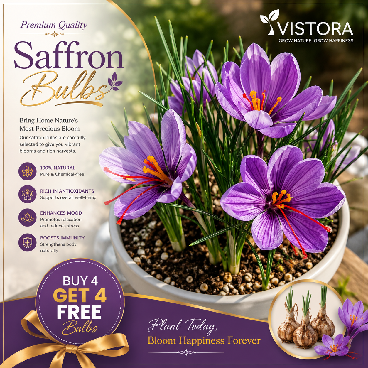 🌹Saffron Bulbs—Gold in the Flower Seeds🌹🔥Buy 4 Get 4 Free Bulbs🔥