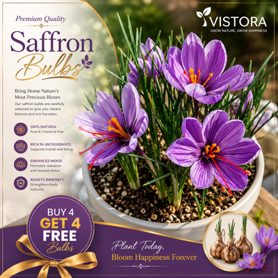 🌹Saffron Bulbs—Gold in the Flower Seeds🌹🔥Buy 4 Get 4 Free Bulbs🔥