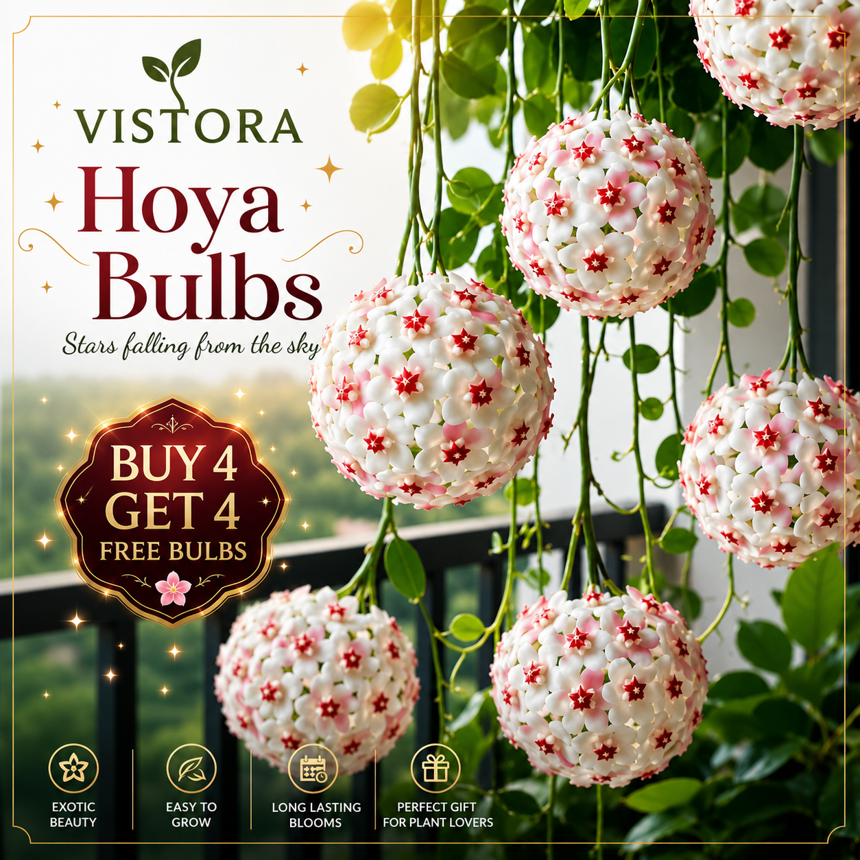 ✨Hoya Bulbs- Stars falling from the sky✨ | 🔥Buy 4 Get 4 Free Bulbs🔥