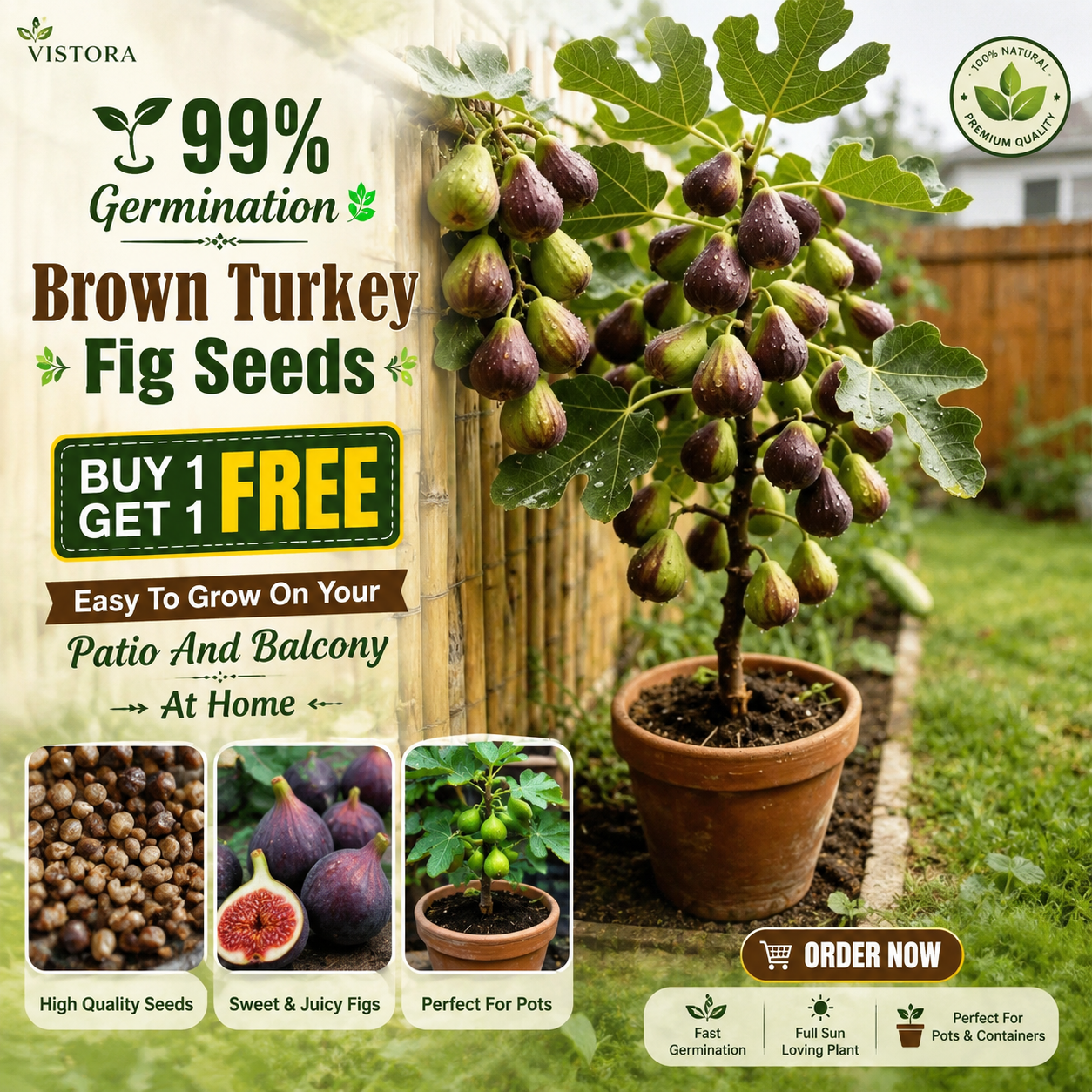 🏆💥 Buy 1 Get 1 Free 💥 🌱99% Germination🌿Brown Turkey Fig Seeds – Easy To Grow On Your Patio And Balcony At Home