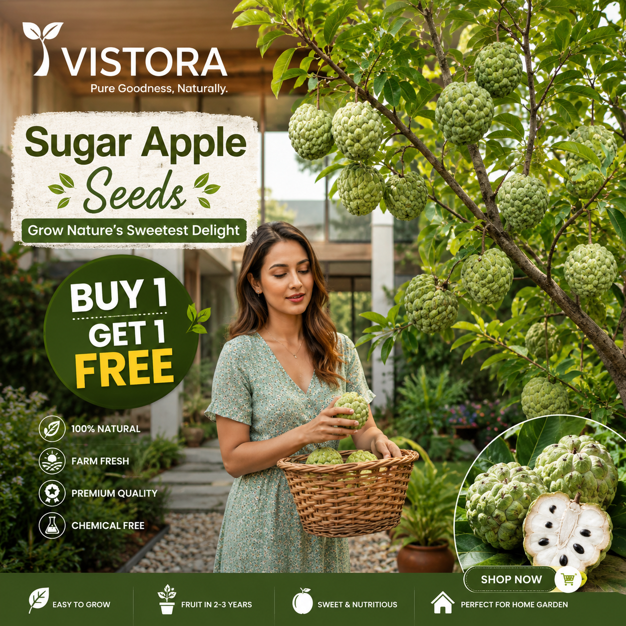 🍈 Buy 1 Get 1 Free 🍈 Royal Premium Sugar Apple Seeds 🍈🌱 Easy Grow Sweet Fruit for Home Garden 🌱