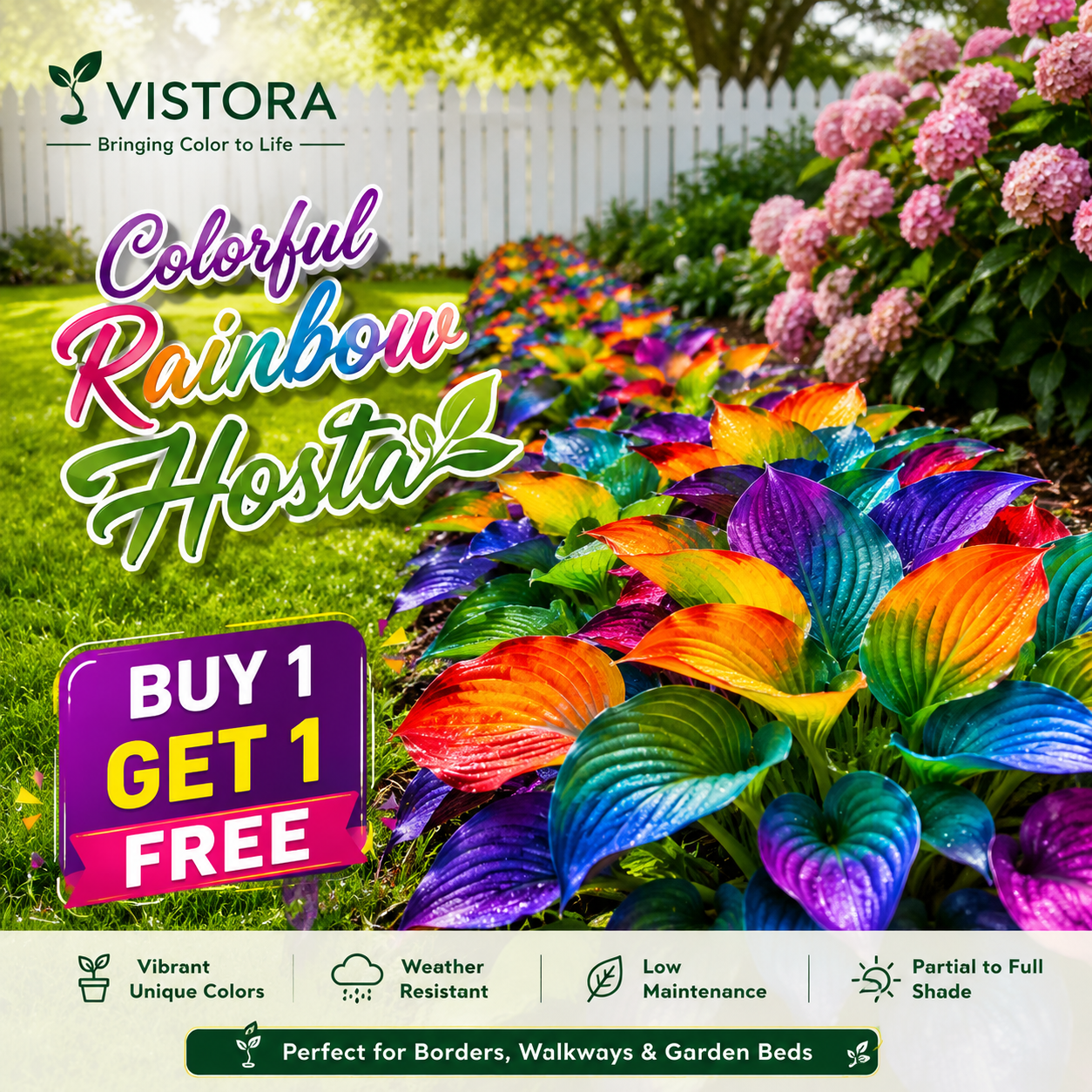✨“Dreamlight Colorful Rainbow Hosta — Where Nature Glows in Every Shade” 🌸 Buy 1 Get 1 Free 🌸