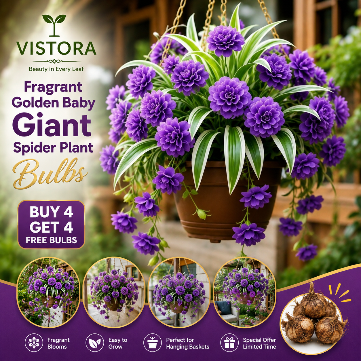 🌼 Fragrant Golden Baby Giant Spider Plant Bulbs 🌿🌸Buy 4 Get 4 Free Bulbs🌸
