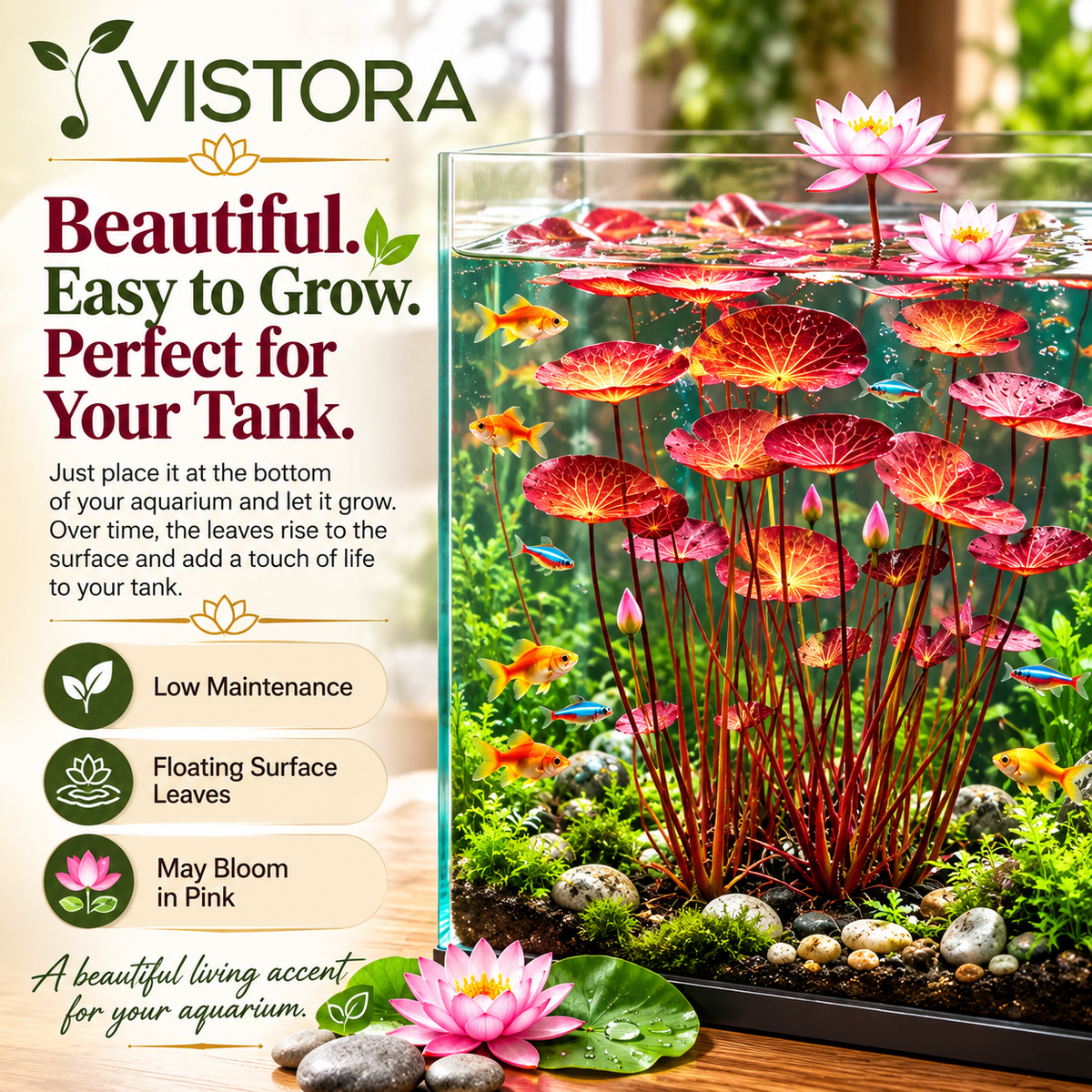 🐟 RED AQUARIUM LOTUS ROOTS BULBS🌿 TURN YOUR AQUARIUM INTO A LIVING GARDEN🌿✨ Buy 4 Get 4 Free Bulbs ✨