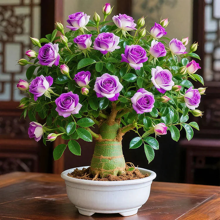 🌵🌺DESERT ROSE BULBS🔥Buy 1 Get 1 Free🔥