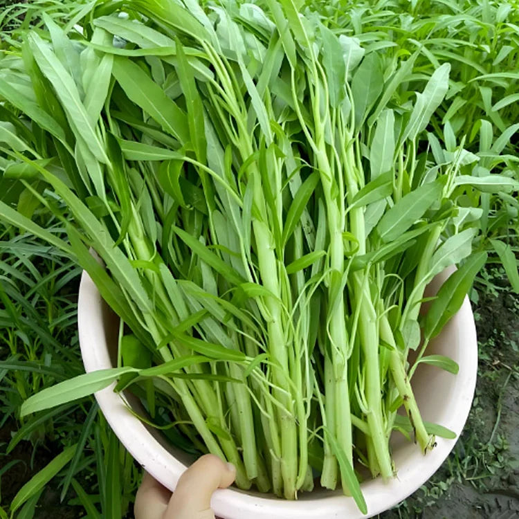 🌱TRIPLE-STEM WATER SPINACH SEEDS🌱🌸BUY 1 GET 1 FREE!!🌸