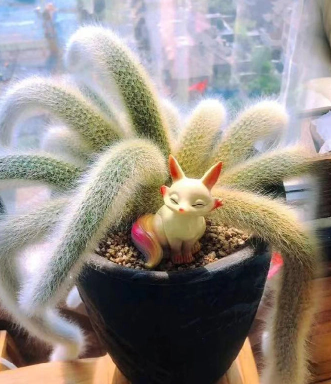 Monkey Tail Cactus Seeds🐒🌵🔥Buy 1 Get 1 Free🔥